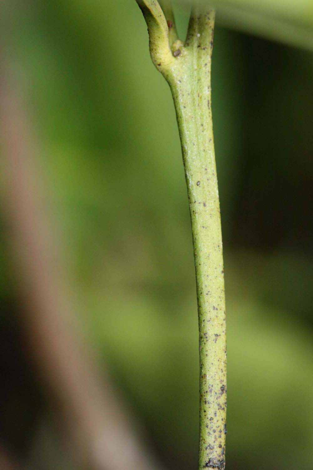            First year twig (Riverside, CA)   